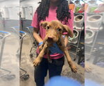 Small American Pit Bull Terrier Mix