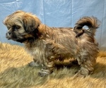 Small Photo #6 Shih Tzu Puppy For Sale in PARSONS, KS, USA