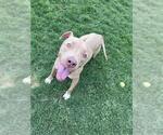 Small #1 Mutt