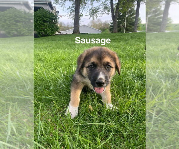 Medium Photo #3 German Shepherd Dog-Great Pyrenees Mix Puppy For Sale in Aurora, IN, USA