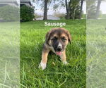 Small #2 German Shepherd Dog-Great Pyrenees Mix