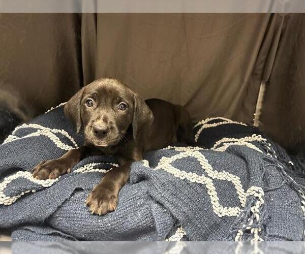 Medium Photo #1 Mutt Puppy For Sale in Grovetown, GA, USA