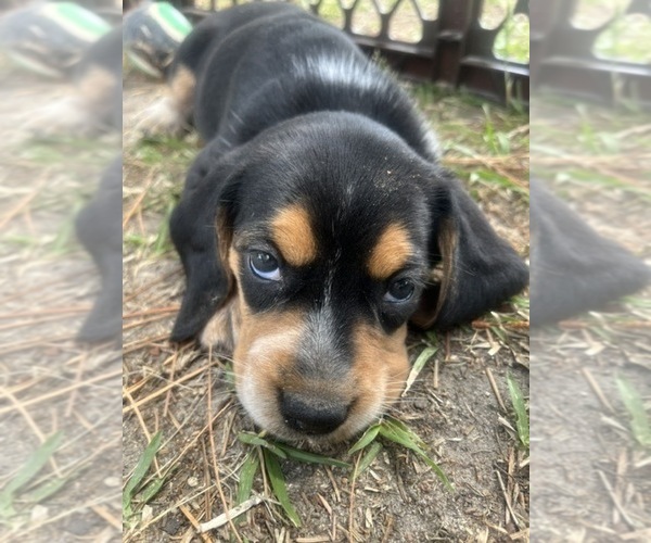 Medium Photo #16 Bluetick Beagle Puppy For Sale in TARBORO, NC, USA
