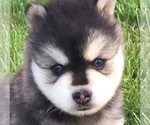 Small Photo #4 Alaskan Klee Kai Puppy For Sale in WINCHESTER, OH, USA
