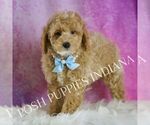 Small #4 Poodle (Toy)