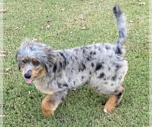 Bernedoodle Puppy for sale in MINEOLA, TX, USA