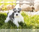 Small Photo #37 Schnauzer (Miniature) Puppy For Sale in MILLERSBURG, IN, USA