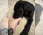 Small Photo #4 Great Dane-Poodle (Standard) Mix Puppy For Sale in FORT WORTH, TX, USA