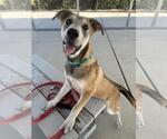 Small German Shepherd Dog Mix