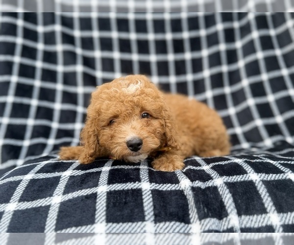 Medium Photo #3 Goldendoodle (Miniature) Puppy For Sale in LAKELAND, FL, USA