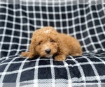 Lenny - Male Goldendoodle (Miniature) Puppy for Sale - Photo #3