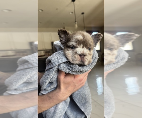 Medium Photo #10 French Bulldog Puppy For Sale in SAN DIEGO, CA, USA