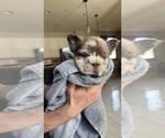Small #9 French Bulldog