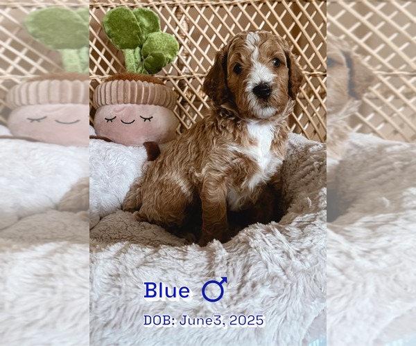 Medium Photo #1 Goldendoodle Puppy For Sale in DISCOVERY BAY, CA, USA