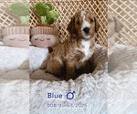 Puppy Blue Goldendoodle