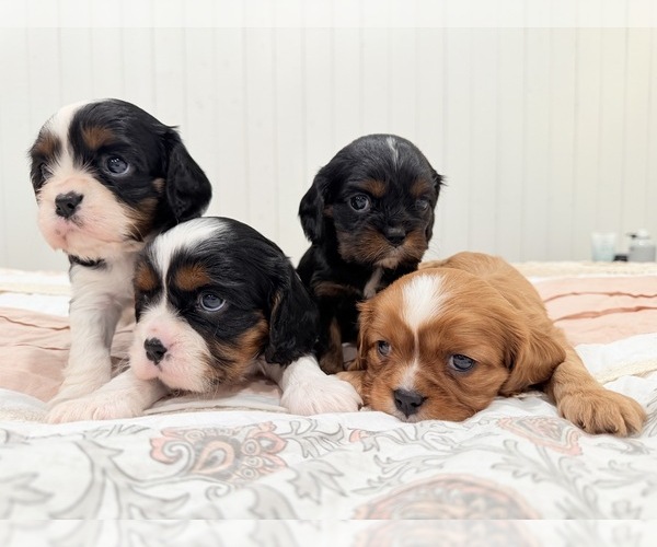 Medium Photo #4 Cavalier King Charles Spaniel Puppy For Sale in WAXAHACHIE, TX, USA