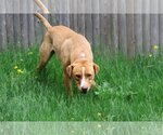 Small Photo #14 Labrador Retriever-Unknown Mix Puppy For Sale in Sebec, ME, USA