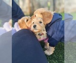 Small Photo #7 Australian Labradoodle Puppy For Sale in BRUSH PRAIRIE, WA, USA