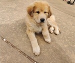 Small Photo #3 Chow Chow-German Shepherd Dog Mix Puppy For Sale in N POTOMAC, MD, USA