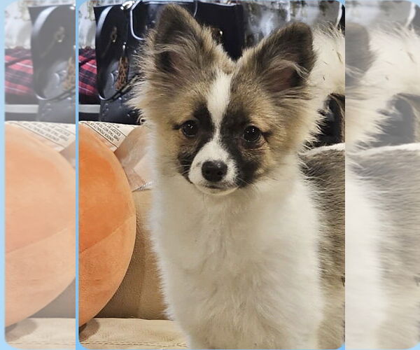 Medium Photo #1 Border Collie-Pomeranian Mix Puppy For Sale in Oakhurst, NJ, USA