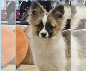 Border Collie-Pomeranian Mix Dogs for adoption in Oakhurst, NJ, USA