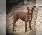 Small #6 Mutt