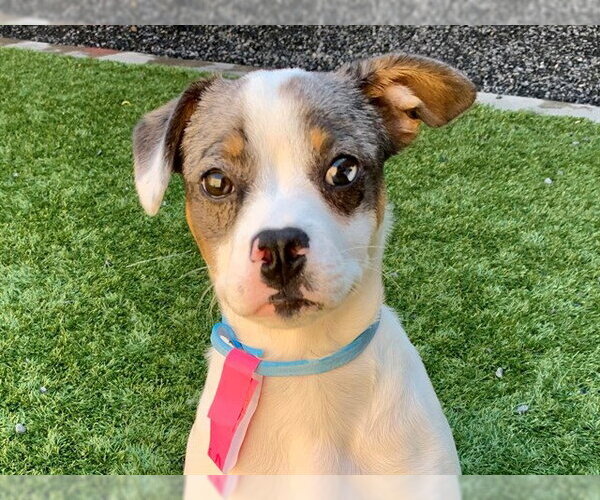 Medium Photo #1 French Bulldog-Unknown Mix Puppy For Sale in Moreno Valley, CA, USA
