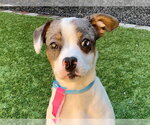 Small French Bulldog Mix
