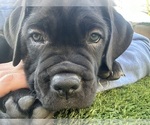 Small Photo #7 Cane Corso Puppy For Sale in QUEEN CREEK, AZ, USA
