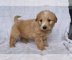 Small Photo #2 Goldendoodle (Miniature) Puppy For Sale in SHILOH, OH, USA