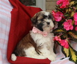 Small #5 Shih Tzu