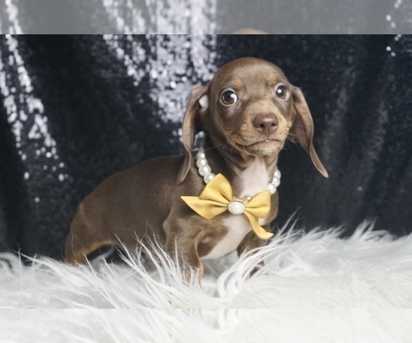 Medium Photo #5 Dachshund Puppy For Sale in WARSAW, IN, USA