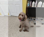 Small #2 Poodle (Standard)