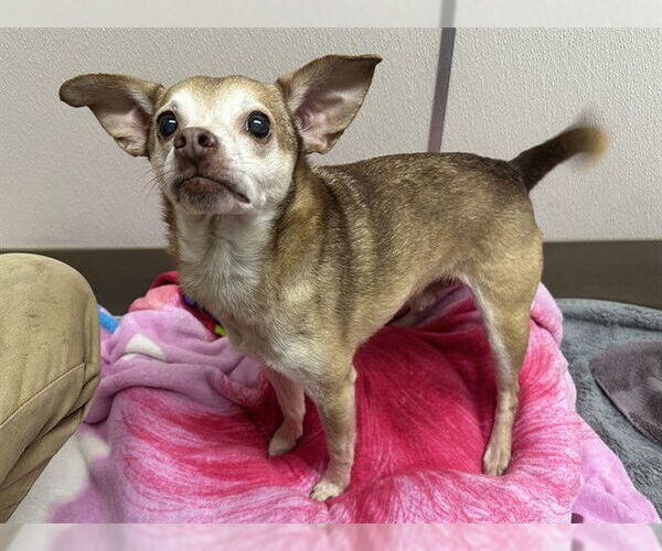 Medium Photo #1 Chihuahua Puppy For Sale in McKinleyville, CA, USA