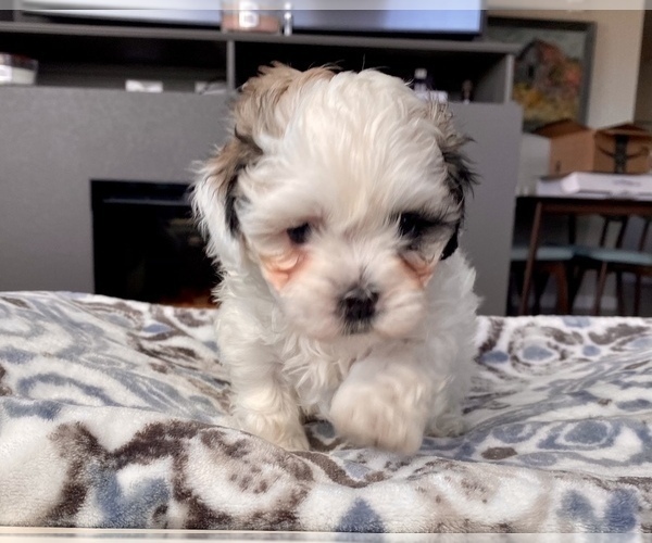 Medium Photo #10 Zuchon Puppy For Sale in GALENA, NV, USA