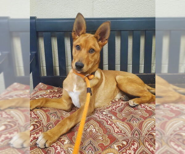 Medium Photo #2 Mutt Puppy For Sale in Amarillo, TX, USA