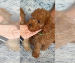 Small #6 Poodle (Toy)