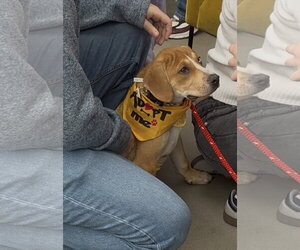 Boxer-Unknown Mix Dogs for adoption in Spring Lake, NJ, USA