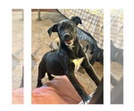 Small #5 Labrador Retriever Mix