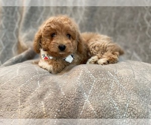 Bichpoo Puppy for sale in LAKELAND, FL, USA