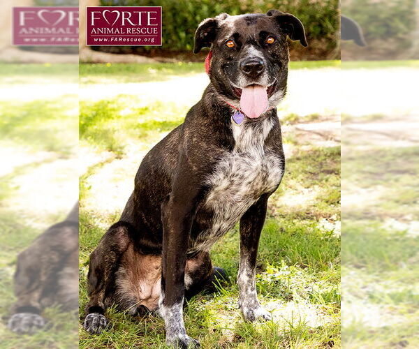 Medium Photo #4 Labrador Retriever-Unknown Mix Puppy For Sale in Marina del Rey, CA, USA