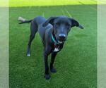 Small #3 Labrador Retriever Mix