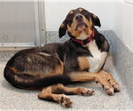 Small Rottweiler Mix