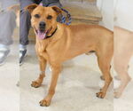 Small #2 Labrador Retriever Mix
