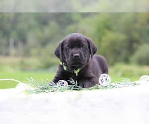 Labrador Retriever Puppy for sale in HYDE PARK, VT, USA