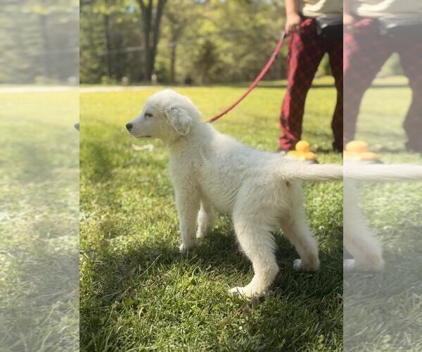 Medium Photo #4 Great Pyrenees-Unknown Mix Puppy For Sale in Yardley, PA, USA