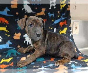 Mutt Dogs for adoption in HESPERIA, CA, USA