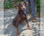 Small #1 Doberman Pinscher