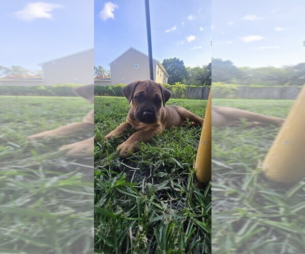 Medium Photo #4 Cane Corso-Doberman Pinscher Mix Puppy For Sale in NORFOLK, VA, USA