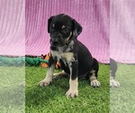 Small #6 Catahoula Leopard Dog